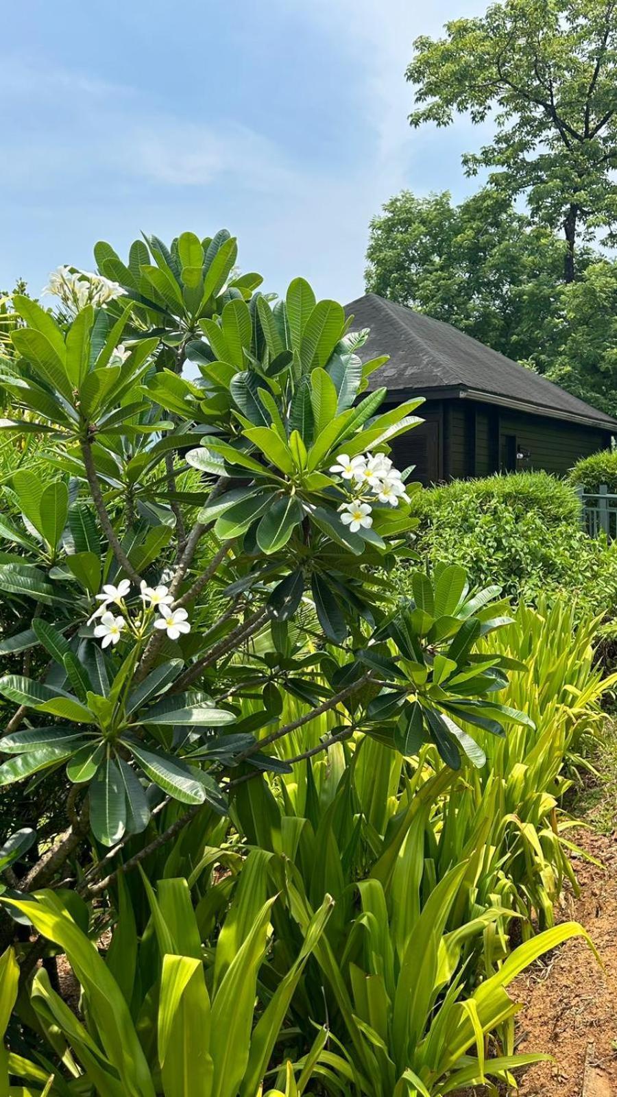 Hotel The Postcard Hideaway, Netravali Wildlife Sanctuary, Goa Vichondrem Exterior foto